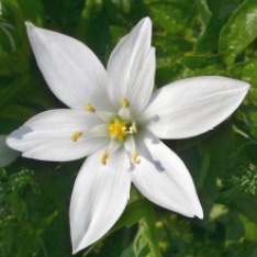 star-of-bethlehem-flower-2